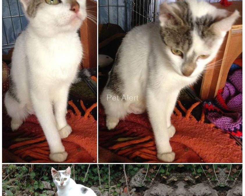 Bolide – chatte libre disparue sur Saint-Savinien-sur-Charente